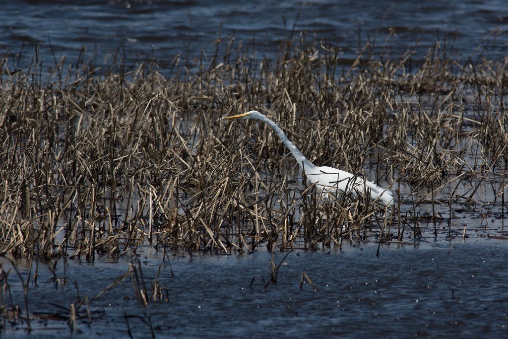 Bombay Hook National Wildlife Refuge