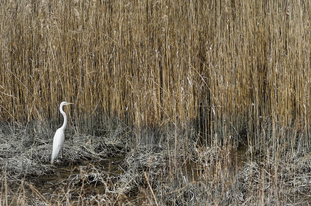 Bombay Hook National Wildlife Refuge