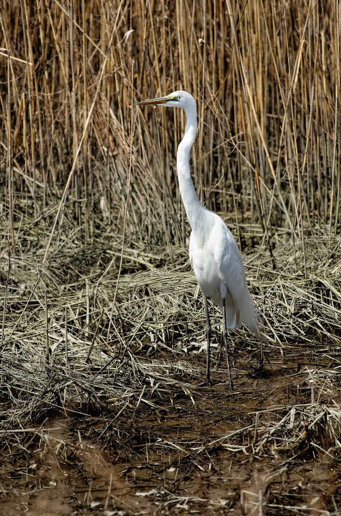 Bombay Hook National Wildlife Refuge