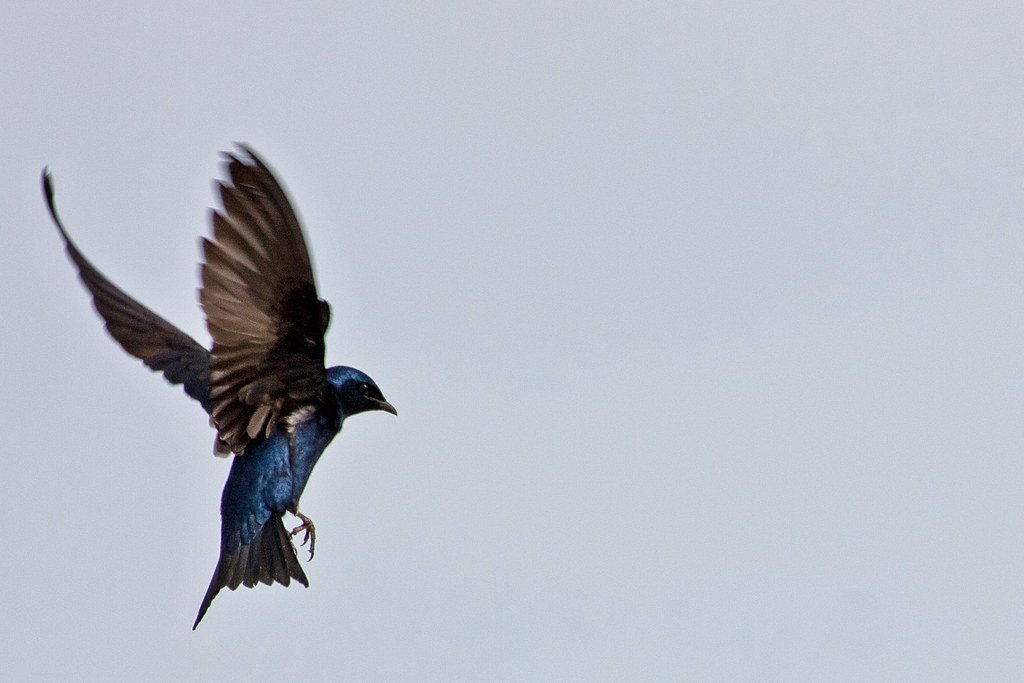 Bombay Hook National Wildlife Refuge