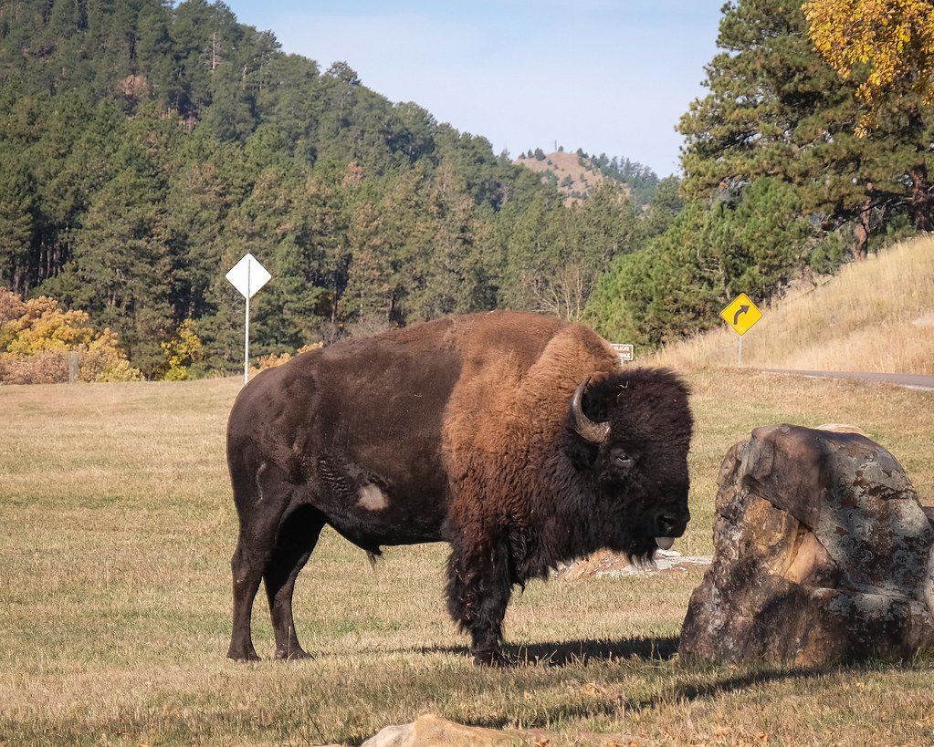 Custer State Park