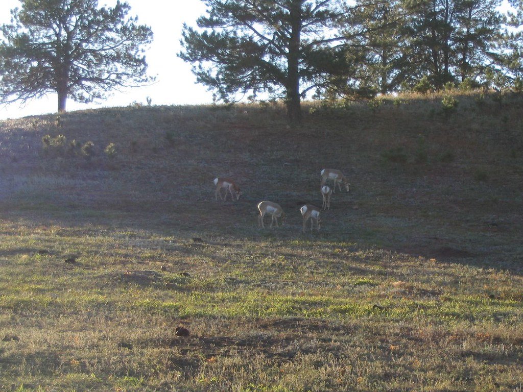 Custer State Park
