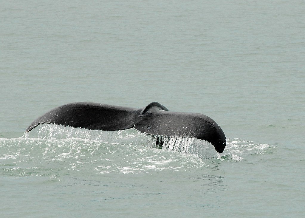 Tracy Arm Fjord